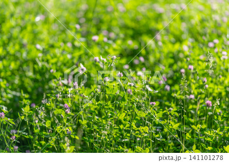 Sunlit green meadow with clover and small wildflowers Sunlit green meadow with clover and small wildflowers 141101278