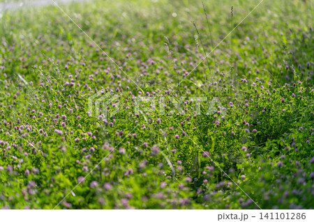 Sunlit meadow with wildflowers and grasses Sunlit meadow with wildflowers and grasses 141101286