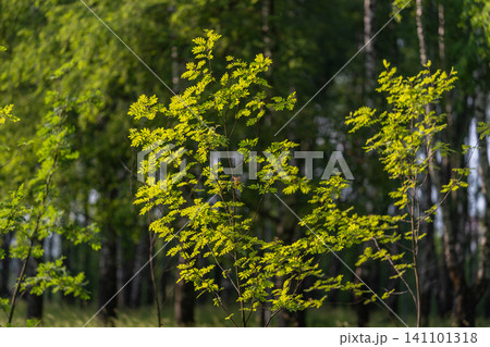 Young rowan sapling with fresh green leaves in a sunlit forest clearing Young rowan sapling with fresh green leaves in a sunlit forest clearing 141101318