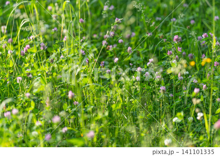 Sunlit meadow with tall green grass and wildflowers 141101335