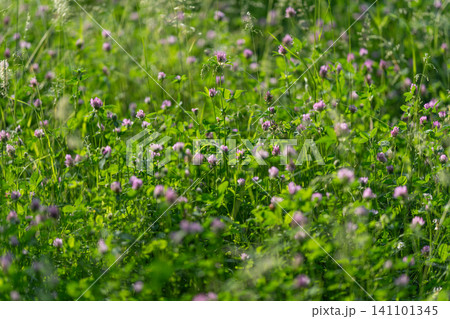 Sunlit meadow with blooming clover and lush green grasses Sunlit meadow with blooming clover and lush green grasses 141101345