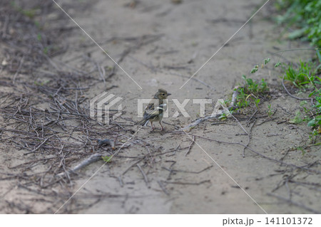 Small bird standing on a sunlit dirt path beside green roadside vegetation 141101372