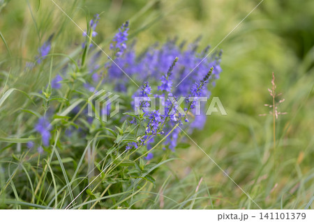 Purple wildflowers in grassy meadow 141101379