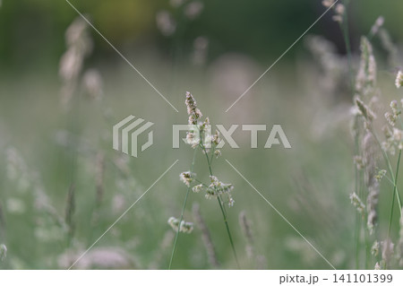 Delicate wild grass seedhead in soft green meadow light Delicate wild grass seedhead in soft green meadow light 141101399