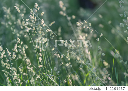 Delicate meadow grasses with soft backlight 141101487