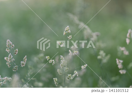 Delicate grass seed heads in soft green meadow 141101512