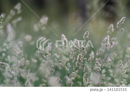 Wild meadow grasses with delicate seed heads in soft natural light Wild meadow grasses with delicate seed heads in soft natural light 141101533