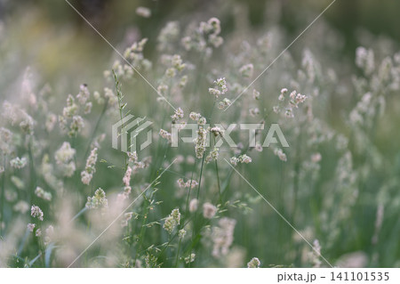Soft-focused meadow of delicate white wildflowers and grasses Soft-focused meadow of delicate white wildflowers and grasses 141101535