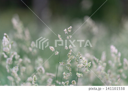 Delicate white meadow grass with soft green bokeh Delicate white meadow grass with soft green bokeh 141101538