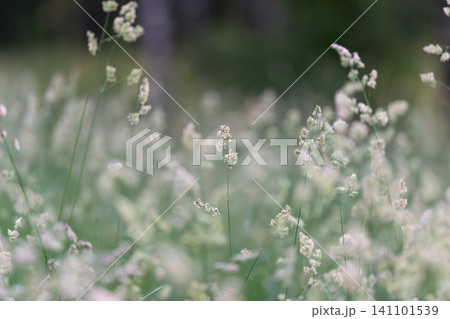 Delicate meadow grasses with white seedheads in soft natural light Delicate meadow grasses with white seedheads in soft natural light 141101539