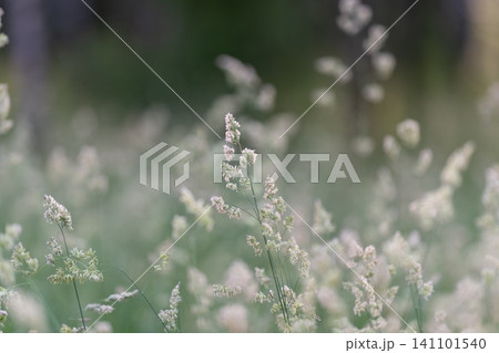 Soft meadow grass with delicate white seed heads in shallow focus Soft meadow grass with delicate white seed heads in shallow focus 141101540