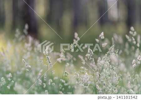 Delicate meadow grasses in soft forest light Delicate meadow grasses in soft forest light 141101542