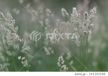 Delicate grass seed heads in soft green meadow light Delicate grass seed heads in soft green meadow light 141101546