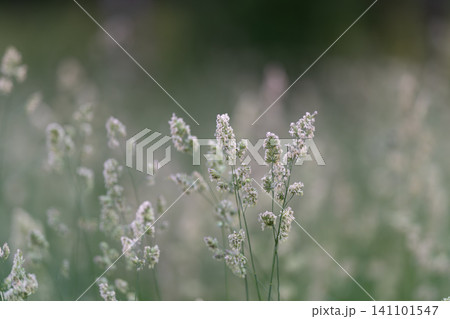 Delicate wild grass seed heads in soft morning light Delicate wild grass seed heads in soft morning light 141101547