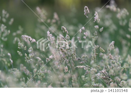 Soft-focus meadow grass with flowering seed heads in diffused light Soft-focus meadow grass with flowering seed heads in diffused light 141101548