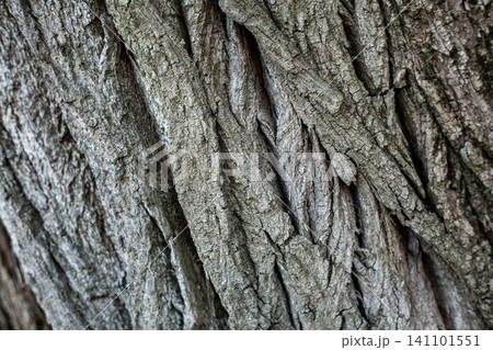 Closeup of rugged tree bark with deep grooves and natural texture Closeup of rugged tree bark with deep grooves and natural texture 141101551