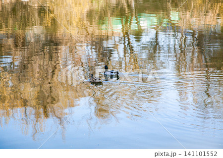 Two ducks swimming on calm water with autumn tree reflections Two ducks swimming on calm water with autumn tree reflections 141101552
