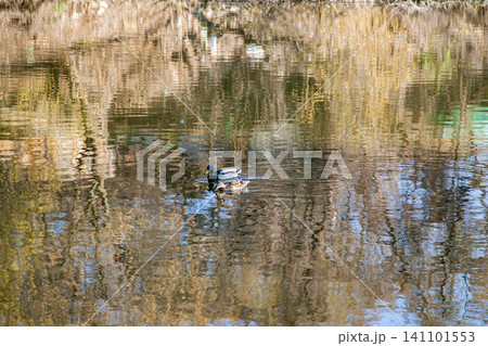 Two ducks swimming on calm water with tree reflections Two ducks swimming on calm water with tree reflections 141101553