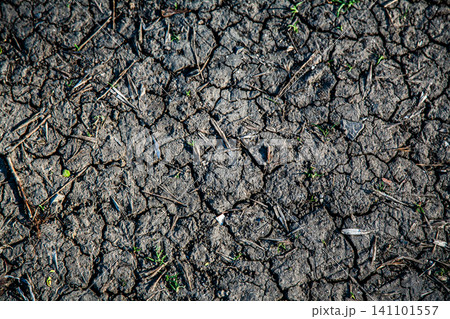 Cracked dry earth with sparse green sprouts and scattered debris under harsh sunlight Cracked dry earth with sparse green sprouts and scattered debris under harsh sunlight 141101557