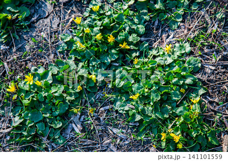 Yellow wildflowers blooming among green leaves on forest floor with natural sunlight 141101559