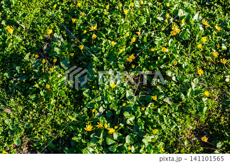 Yellow wildflowers blooming in lush green grass under bright sunlight Yellow wildflowers blooming in lush green grass under bright sunlight 141101565