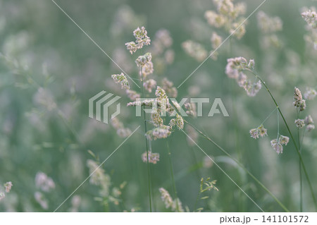 Soft green meadow with delicate grass seed heads in morning light 141101572