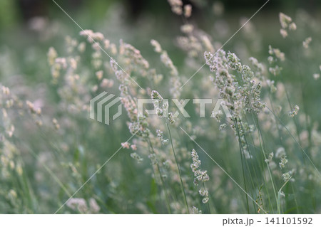 Delicate wild grass seedheads in soft morning light Delicate wild grass seedheads in soft morning light 141101592