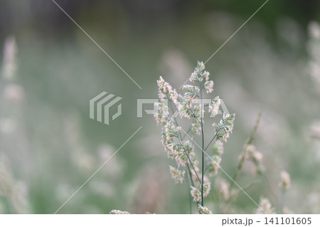Delicate grass seed heads in soft green meadow light Delicate grass seed heads in soft green meadow light 141101605