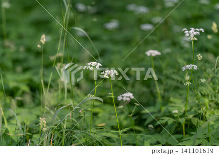 Delicate white wildflowers rising above green meadow foliage 141101619