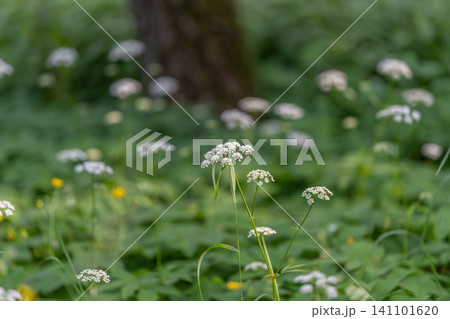 White wildflower cluster in a green forest meadow White wildflower cluster in a green forest meadow 141101620