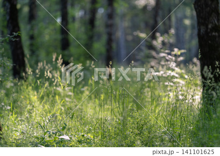 Sunlit forest clearing with tall grass and dappled trees Sunlit forest clearing with tall grass and dappled trees 141101625