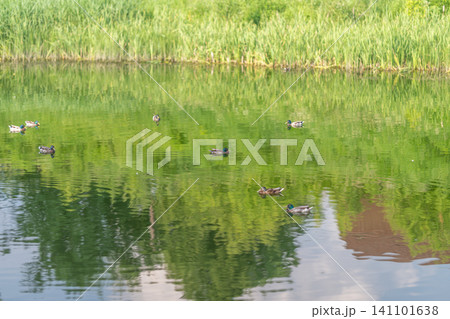 Mallard ducks swimming on a reflective pond near reed-lined shoreline Mallard ducks swimming on a reflective pond near reed-lined shoreline 141101638