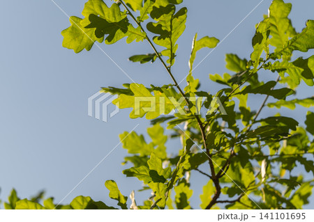 Sunlit green oak leaves against pale blue sky with delicate branch silhouettes Sunlit green oak leaves against pale blue sky with delicate branch silhouettes 141101695