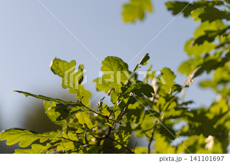 Sunlit green oak leaves with dew and shallow bokeh against clear blue sky 141101697