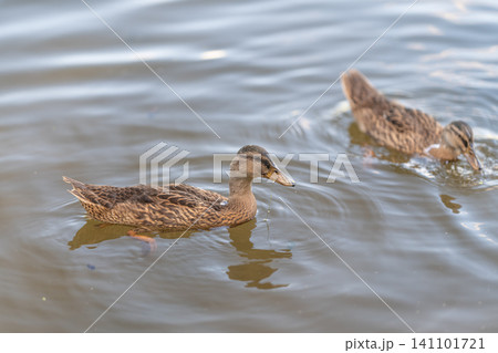 Pair of brown mallard ducks swimming on calm reflective water under soft daylight Pair of brown mallard ducks swimming on calm reflective water under soft daylight 141101721