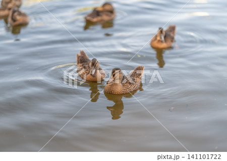 Group of mallard ducks swimming on calm pond surface with soft natural lighting 141101722