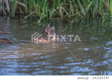 Mallard duckling swimming near reedbed in calm freshwater pond with rippled reflections Mallard duckling swimming near reedbed in calm freshwater pond with rippled reflections 141101747