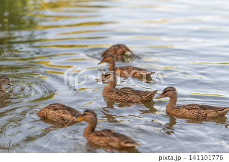Family of brown ducks swimming together on reflective pond water in warm evening light Family of brown ducks swimming together on reflective pond water in warm evening light 141101776