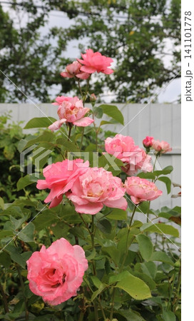 A lush bush of spreading pink roses blooms against the backdrop of a fence in a summer garden. Large, delicate buds have opened on stems with lush green leaves. A well-tended flowerbed with a roses A lush bush of spreading pink roses blooms against the backdrop of a fence in a summer garden. Large, delicate buds have opened on stems with lush green leaves. A well-tended flowerbed with a roses 141101778