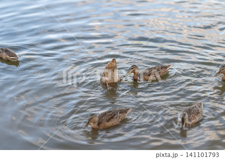 Group of brown ducks swimming and feeding on rippled pond during daylight 141101793