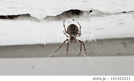 Orb weaver spider resting on web beneath wooden structure close up view of common garden arachnid Orb weaver spider resting on web beneath wooden structure close up view of common garden arachnid 141101811