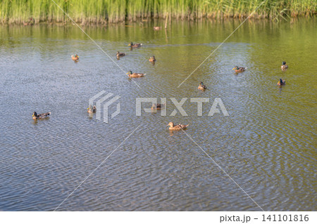 Group of ducks swimming on calm pond near grassy reed shoreline under daylight 141101816