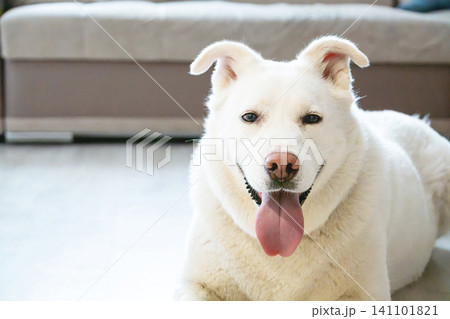 White dog sitting on floor at home. Happy pet panting with tongue out. White dog sitting on floor at home. Happy pet panting with tongue out. 141101821