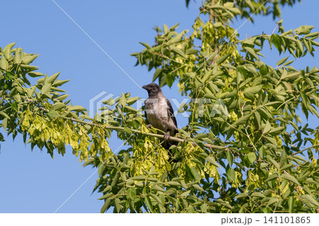 Small crow perched on leafy branch beneath clear blue sky with fresh spring foliage Small crow perched on leafy branch beneath clear blue sky with fresh spring foliage 141101865