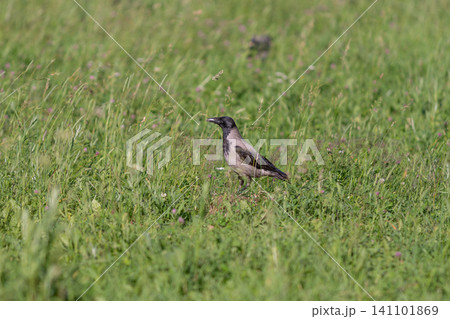 Crow standing in sunlit grassy meadow with mixed herbs and wildflowers Crow standing in sunlit grassy meadow with mixed herbs and wildflowers 141101869