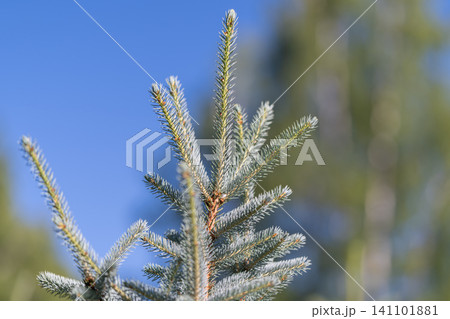 Closeup blue spruce branch with fresh needles and soft natural bokeh background 141101881