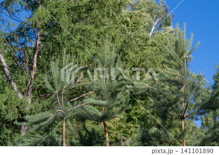 Sunlit birch and pine tree canopy against clear blue sky with mixed foliage textures Sunlit birch and pine tree canopy against clear blue sky with mixed foliage textures 141101890