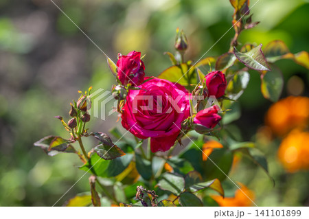 Deep pink rose blossom surrounded by buds and dewy green foliage in sunlit garden Deep pink rose blossom surrounded by buds and dewy green foliage in sunlit garden 141101899