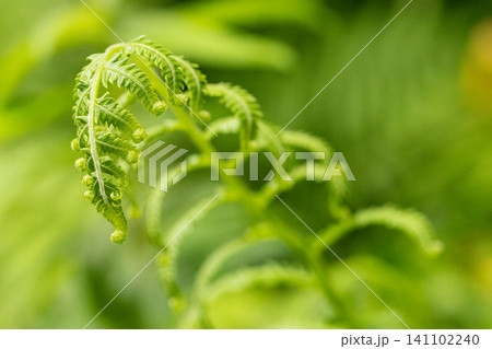 芽吹くシダ植物の若葉 141102240