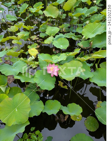 池に咲く蓮の花 141102250